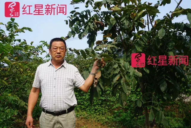 文玩核桃遇冷由幾萬(wàn)一對(duì)降到5元沒(méi)人要？商戶否認(rèn)