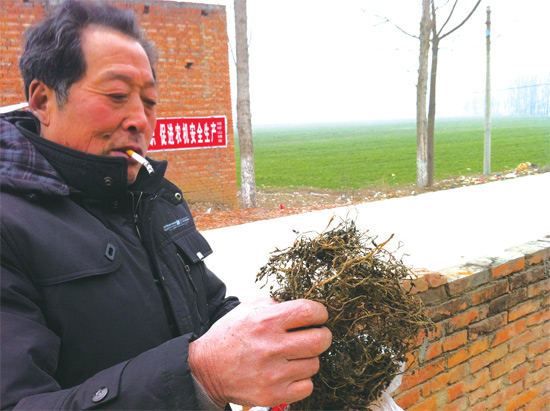 邢瑞亭向記者展示晾曬后的水芹菜，如今這種野菜也成為農(nóng)民餐桌上的香餑餑