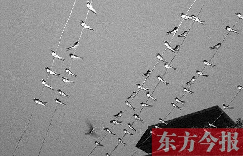 濟源市克井鎮(zhèn)苗莊村一戶農(nóng)家的晾衣繩上，上百只燕子來做客