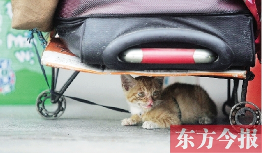 昨日，鄭州火車站廣場。一只小貓鉆到了行李下躲避烈日