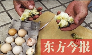 昨天上午，鄭州市紫東苑小區(qū)一住戶(hù)家的烏雞蛋竟然孵出了小雞