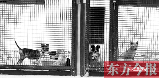 被主人遺棄的小狗暫時(shí)寄居在鄭州市犬只收容中心內(nèi)，如果沒有人來(lái)認(rèn)領(lǐng)，他們將被處以安樂(lè)死