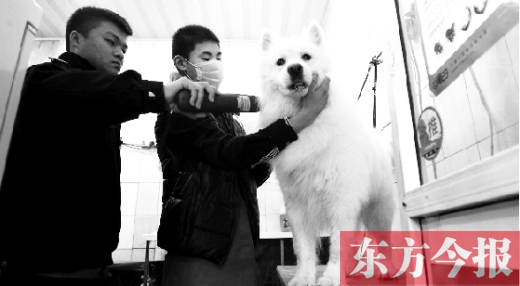 昨天，鄭州城管首次進(jìn)寵物店清查無(wú)證犬只