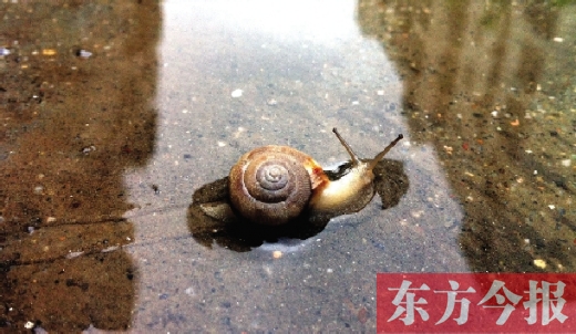 堵車俺不怕，就怕發(fā)大水，這不，一大早蹚水過街，現(xiàn)在已經(jīng)是下午了，俺還在馬路中間呢