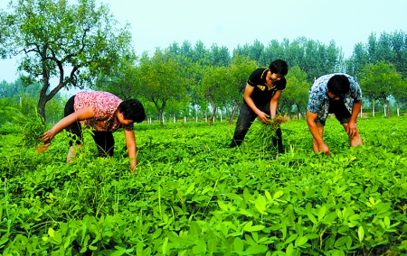 7月16日，內(nèi)黃縣后河鎮(zhèn)余莊村村民在花生地里除草。