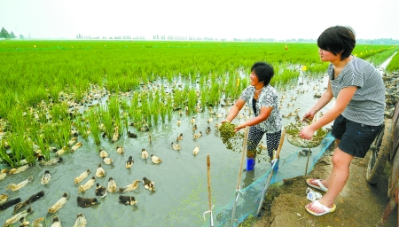 8月4日，濮陽(yáng)縣稻米專業(yè)合作社的社員在稻田喂鴨。