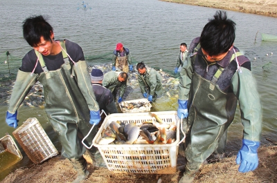 3月18日，漁民在溫縣黃河鯉魚(yú)生態(tài)養(yǎng)殖基地捕魚(yú)，近日，溫縣3000畝黃河鯉魚(yú)生態(tài)養(yǎng)殖基地的頭茬魚(yú)開(kāi)始