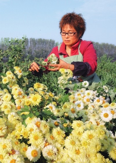 縣正是懷菊開放時