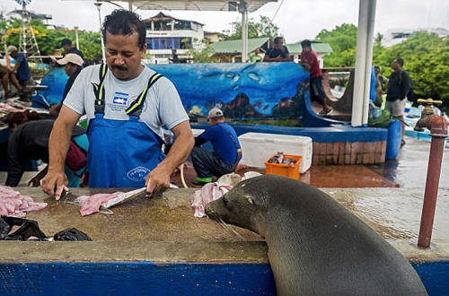 海獅變魚攤?？?排隊(duì)“購買”金槍魚