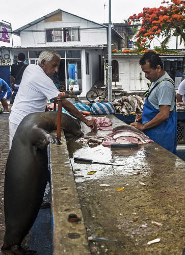 海獅變魚攤?？?排隊(duì)“購買”金槍魚