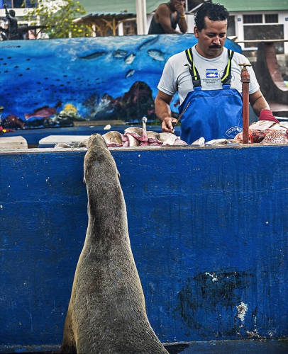 海獅變魚攤?？?排隊(duì)“購買”金槍魚