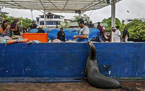 海獅變魚攤?？?排隊(duì)“購買”金槍魚