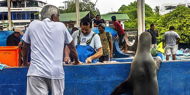 海獅變魚攤?？?排隊(duì)“購買”金槍魚