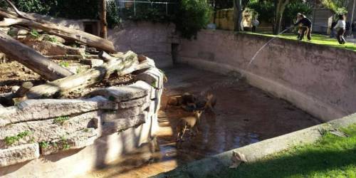 西班牙男子跳進(jìn)動(dòng)物園獅子山