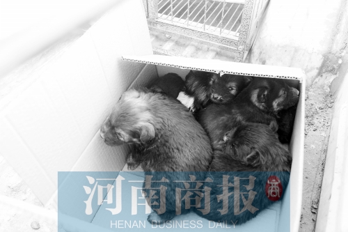 一家只能養(yǎng)一只狗，多余的被暫扣