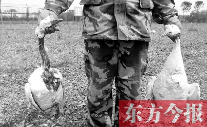 濟源一山間農(nóng)場遭襲，死傷200多只大鵝