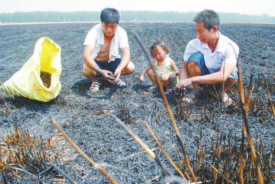 　村民為挽回一點(diǎn)損失，只得撿拾一些燒焦的麥穗。