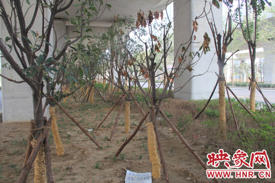 北三環(huán)經(jīng)三路橋下種的樹木有的葉子已經(jīng)干枯。
