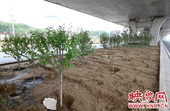 西三環(huán)淮河路立交橋下,新栽種的六七十棵枇杷樹。