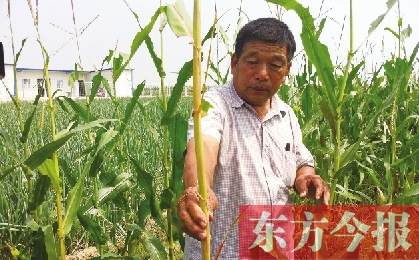 “東亞飛蝗”侵襲滎陽(yáng)千畝黃河灘 ?？兄参锶~子