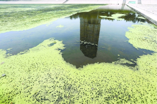 幾近干涸、臭氣熏天、長滿水草的東風(fēng)渠，已不見往日容顏　 記者 侯建勛/攝