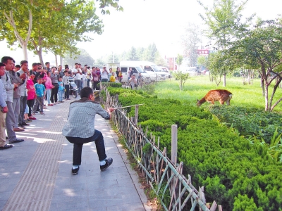 工作人員悄悄走近梅花鹿，準(zhǔn)備發(fā)射麻醉針。