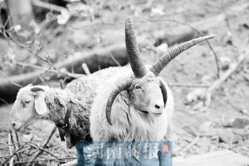 “咩……我的原主人說，他養(yǎng)了一輩子羊，也沒見過我這種情況”
