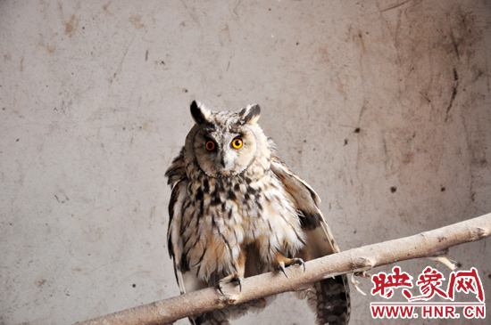 據(jù)了解，長耳鸮屬于夜行動物，是一種益鳥，主要捕食鼠類。