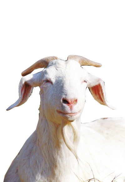 奶山羊,這種羊?yàn)楸就辽窖?，以產(chǎn)奶為主，產(chǎn)奶量高。具有“頭長、頸長、體長、腿長”的特征，俗稱“四長羊”