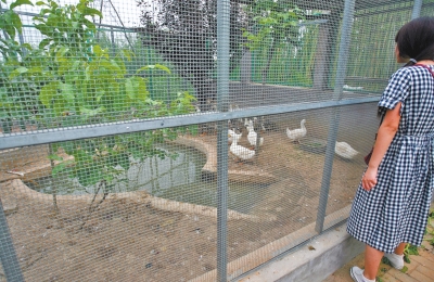 救助鳥類的大籠子里沒有鳥類，鴨子和鵝占了“鵲巢