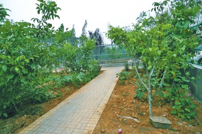 路兩邊是核桃樹，而路的盡頭救助野生鳥類的籠子，鴨子和鵝占了鵲巢