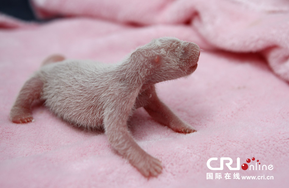 2013年7月11日，成都大熊貓繁育研究基地月亮產(chǎn)房，新生大熊貓寶寶在育嬰箱里憨態(tài)可掬。