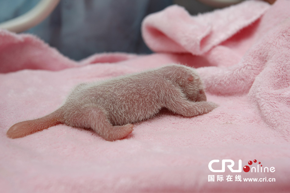 2013年7月11日，成都大熊貓繁育研究基地月亮產(chǎn)房，新生大熊貓寶寶在育嬰箱里憨態(tài)可掬。