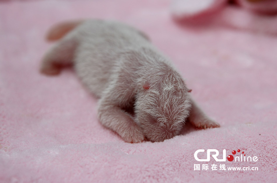 2013年7月11日，成都大熊貓繁育研究基地月亮產(chǎn)房，新生大熊貓寶寶在育嬰箱里憨態(tài)可掬。