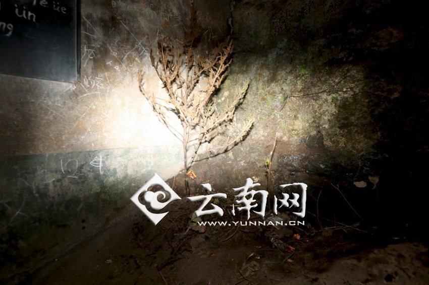 　教室里沒(méi)有燈，光線太暗，村民便種下了野蘇麻，希望教室有綠色，讓孩子們看到“希望”。 徐弘毅 攝