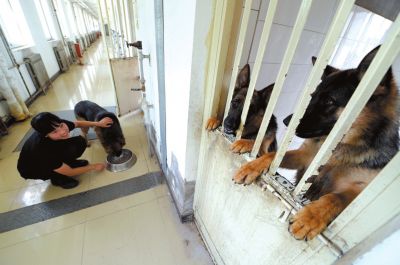 馴犬員給搜油犬準(zhǔn)備晚餐。