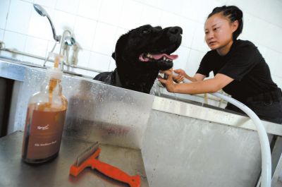 天熱時,搜油犬會天天洗澡。