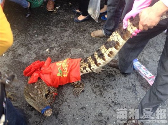 車上的鱷魚爬上路面。記者 向帥