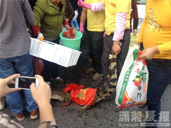 鱷魚被車主抓到。