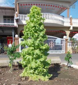 馬口親善花園居民李亞德種出“高人一等”的生菜，這棵3英尺高的生菜好像圣誕樹，令人稱奇。