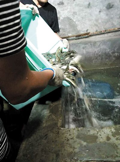 主人將撈上來的魚放進(jìn)魚池。