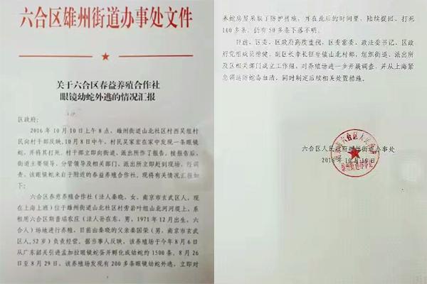 交匯點(diǎn)10月10日消息， 10日晚上，一則消息在南京人的朋友圈和微信群里瘋傳，網(wǎng)傳消息稱：六合雄州街道山北村一個(gè)農(nóng)莊私自養(yǎng)眼鏡蛇，幾天前突然跑出來(lái)了，估計(jì)二三百條。交匯點(diǎn)記者向六合區(qū)委宣傳部相關(guān)人士求證，證實(shí)了此事確實(shí)發(fā)生。