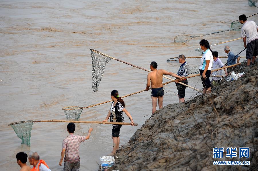 7月6日,在山西省平陸縣黃河岸邊,人們?cè)诤舆叢稉泣S河“流魚(yú)”。