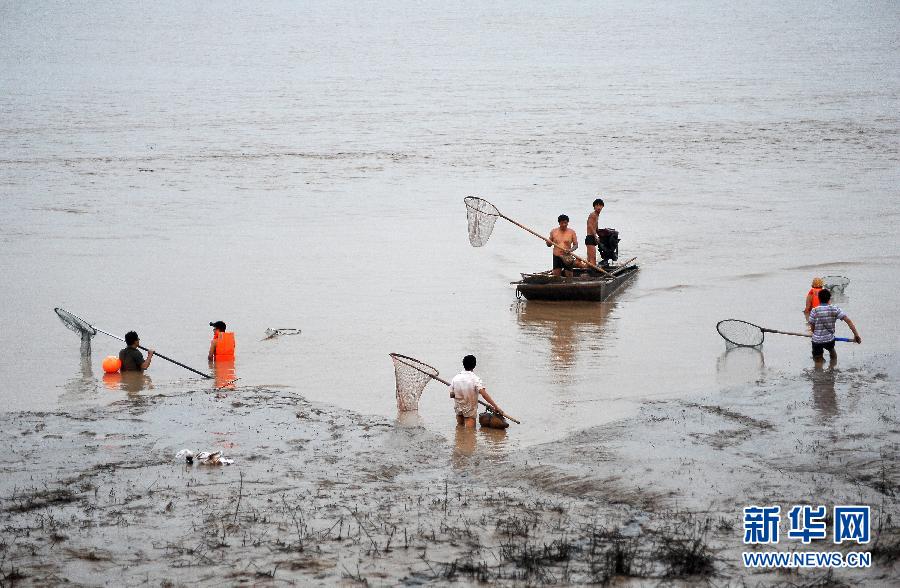 7月6日,在山西省平陸縣黃河河道內(nèi),人們?cè)诓稉泣S河“流魚(yú)”。