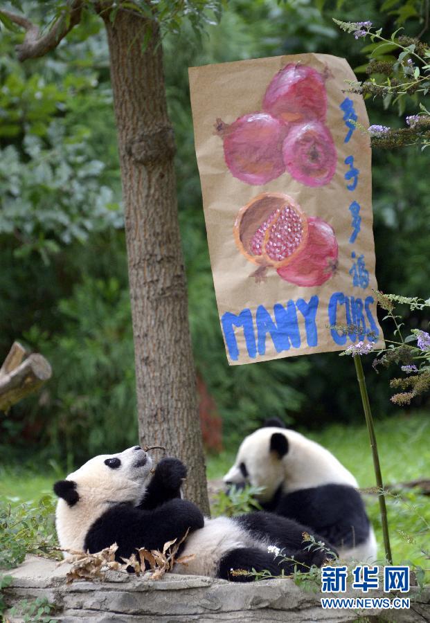 8月23日,大熊貓“寶寶”在美國(guó)華盛頓的國(guó)家動(dòng)物園參加“抓周”儀式。
