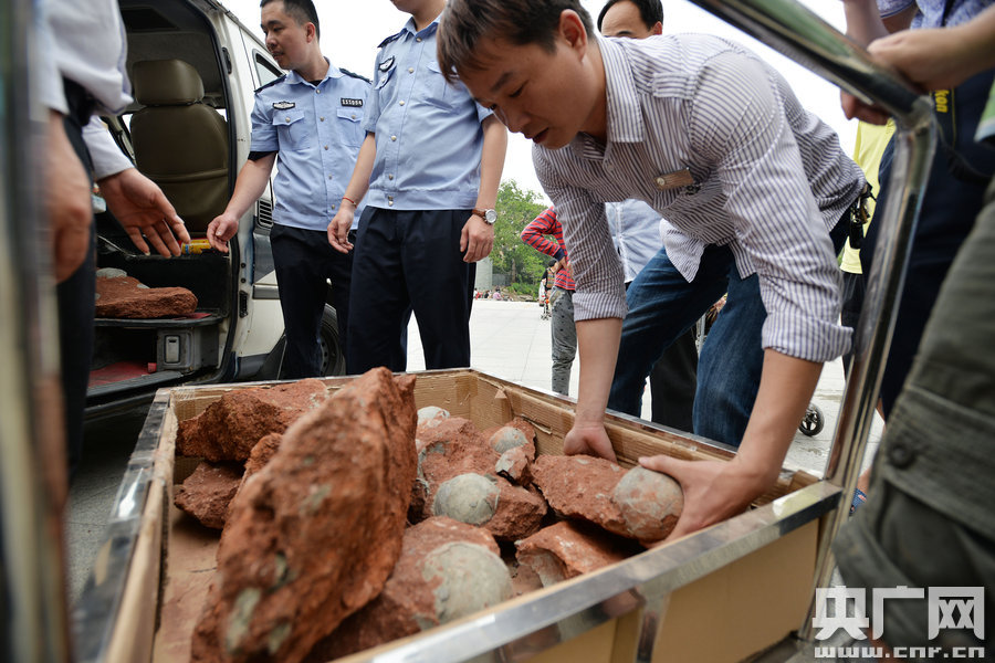 2015年4月19日，廣東河源，道路改造施工現(xiàn)場，挖出一大窩恐龍蛋化石。