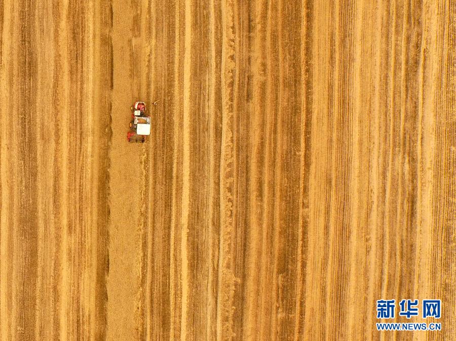 這是5月28日在河南省南陽(yáng)市唐河縣甘河灣村航拍的麥?zhǔn)宅F(xiàn)場(chǎng)。