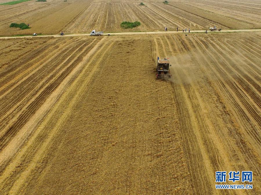 這是5月28日在河南省南陽(yáng)市唐河縣甘河灣村航拍的麥?zhǔn)宅F(xiàn)場(chǎng)。