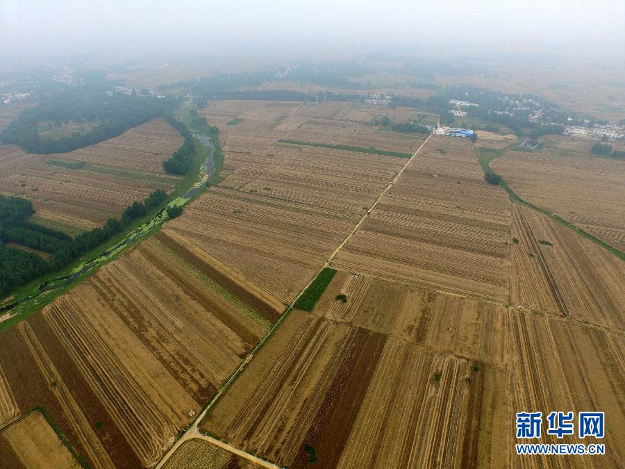 這是5月28日在河南省南陽(yáng)市唐河縣甘河灣村航拍的麥?zhǔn)宅F(xiàn)場(chǎng)。