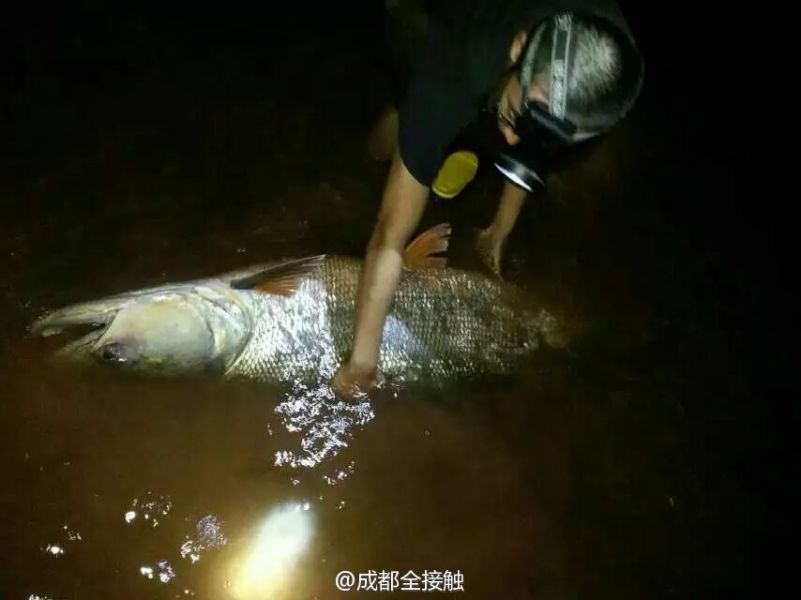 圖為父子倆發(fā)現(xiàn)大魚。